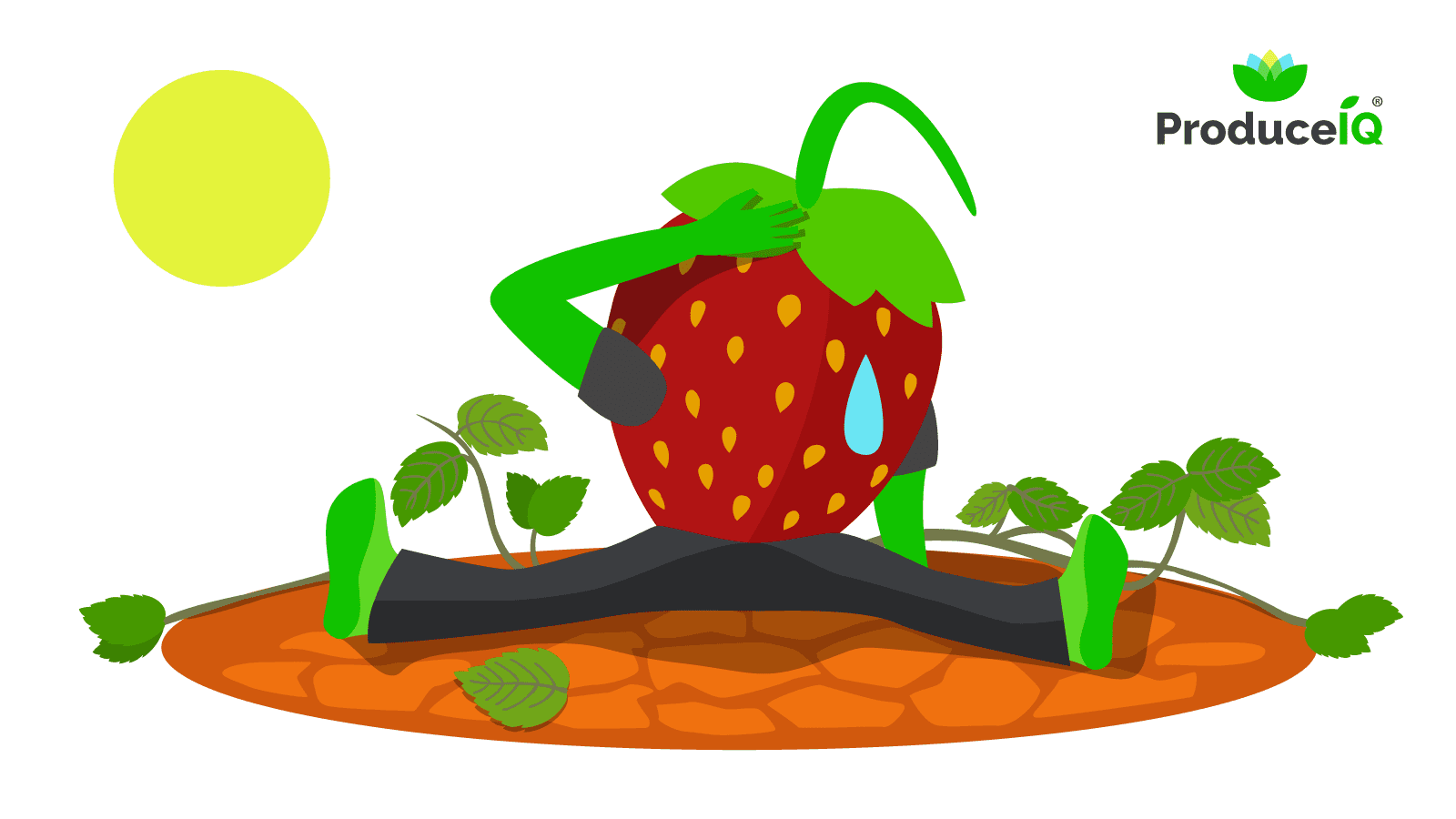 Withering_strawberry