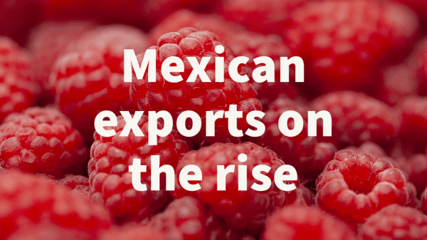 mexican raspberry exports rise