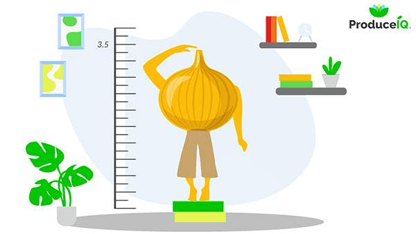 Onion_measuringheight (002)