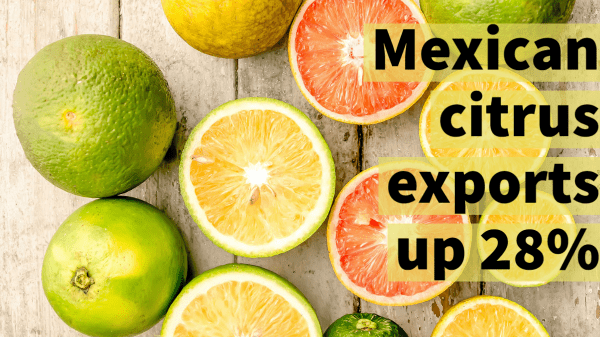 mexican citrus exports