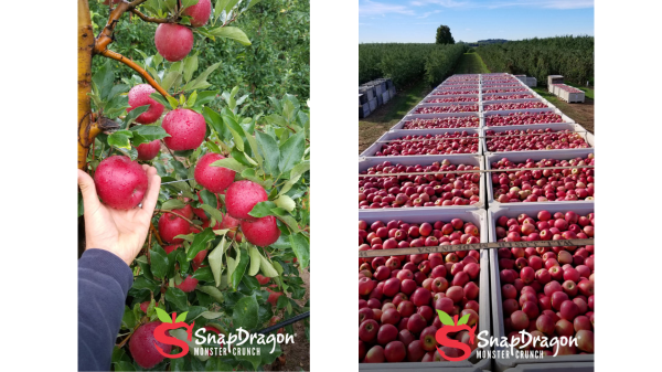 snapdragon apple harvest