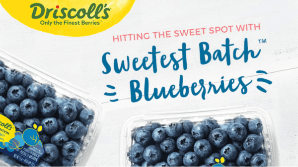 Driscolls Sweet Batch Blueberries final image