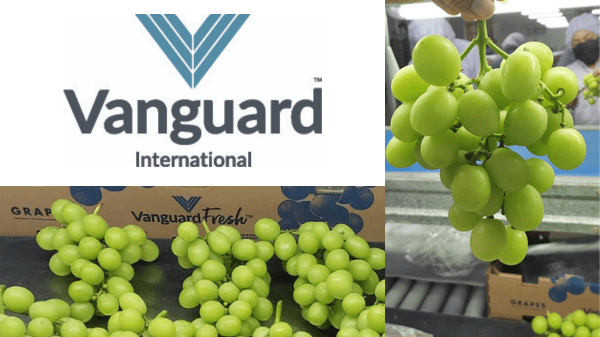 Vanguard International Grapes Banner Final