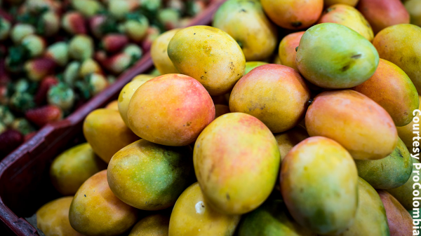 procolombia mangos