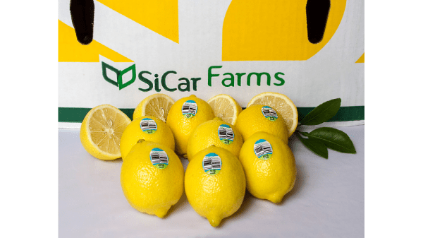 sicar farms lemons