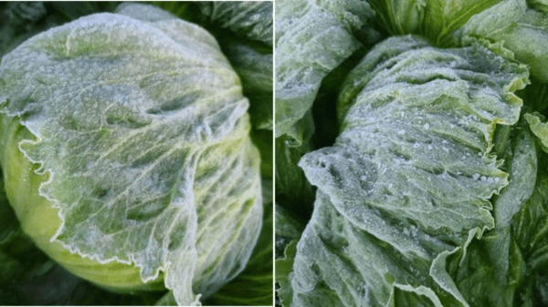 markon icy lettuce