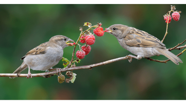 birds eating berries