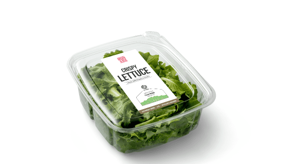 iron ox lettuce