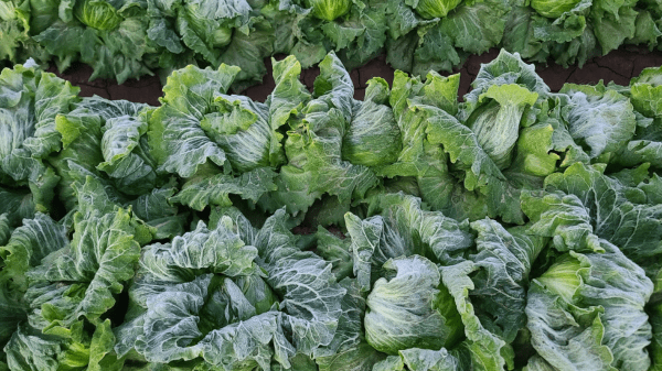 markon lettuce ice 1