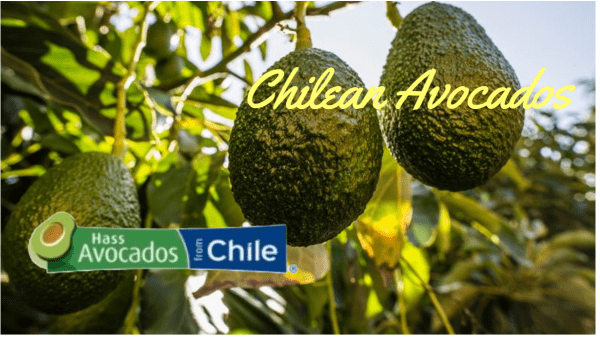 Chilean Avocados Final Banner