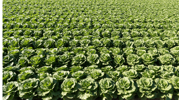 romaine lettuce field
