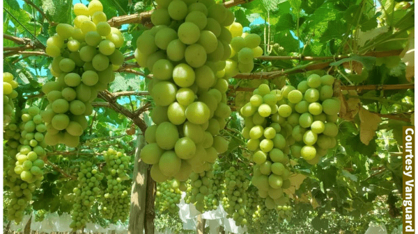 vanguard peru grapes