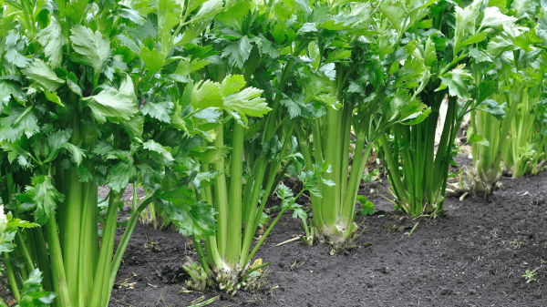 celery crop