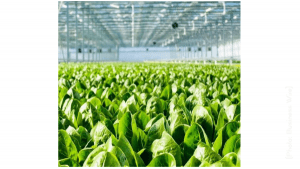 Revolution Farms Lettuce Final