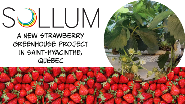 Sollum- Strawberry Greenhouse banner Final