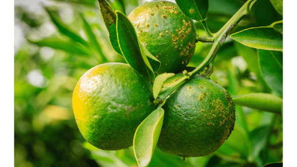 citrus greening disease