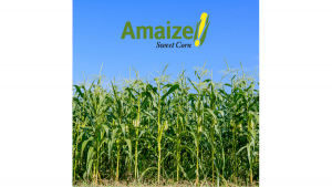 Amaize Sweet Corn Field