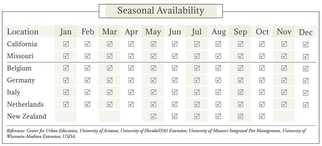 Chicory Seasonal Availability Chart