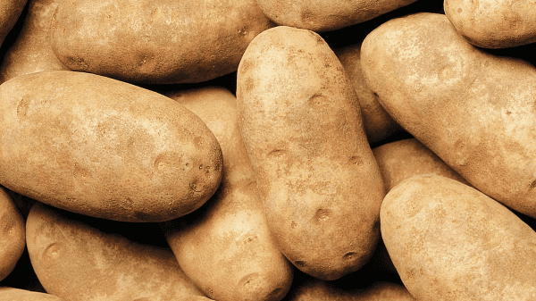 potatoes russet burbank