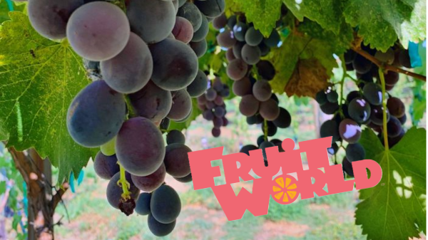 Fruit World Sees Strong Demand for Flavorful Grape Varieties