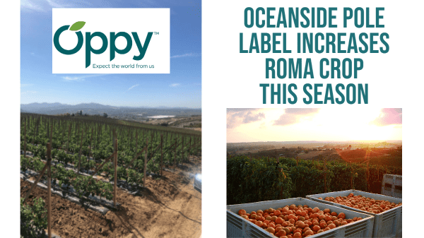 Vine-ripened tomatoes from Oppy are ripe for the picking