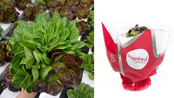 inspired greens living lettuce