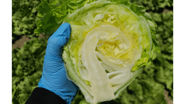 markon lettuce seeder