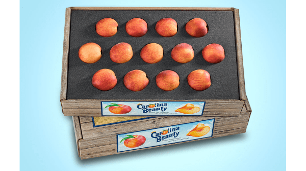 titan farms carolina beauty peaches