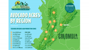Colombia Avocados Extraordinary Growth Presents Opportunities for US Retailers 