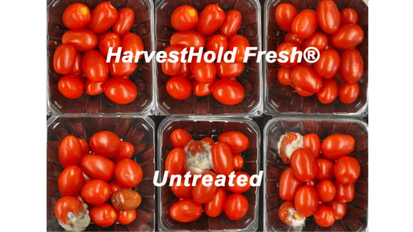 verdant harvest hold fresh tomatoes
