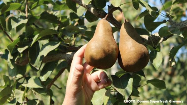 organic pears domex superfresh growers