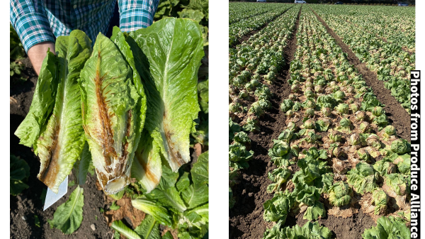 produce alliance lettuce damage