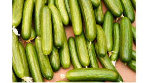 Bushel Boy Farms Cucumbers
