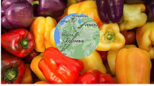 Amidst Hurricane Ian, Colombian Bell Peppers Arrived in the US for the first time