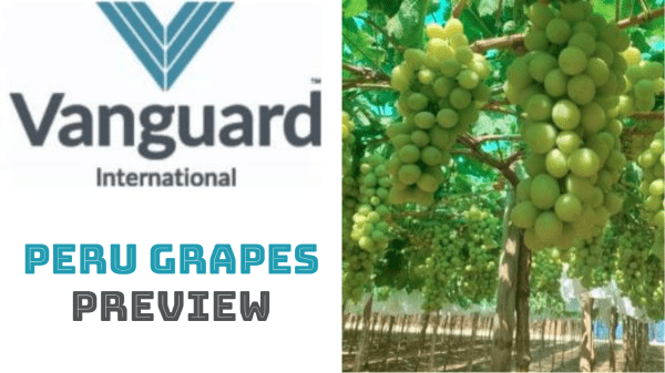Vanguard Peru Grape Season Preview
