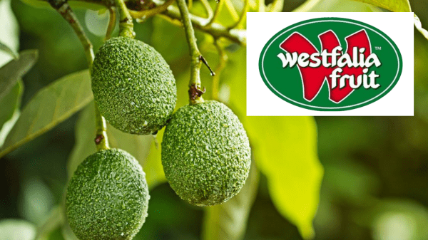 : Westfalia Fruit Provides Promotable Opportunities For Retailers Ahead of Busy Avocado Season