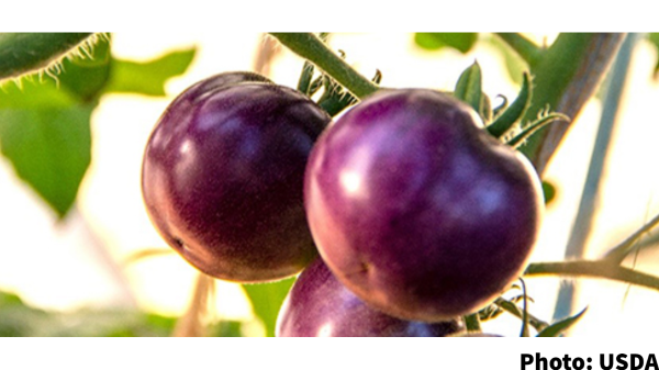 purple tomato usda