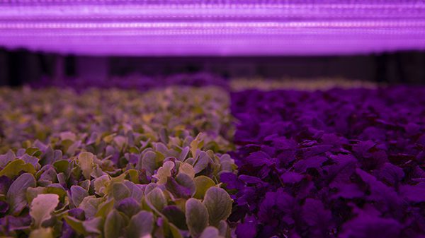 up vertical farms lettuce indoor farming