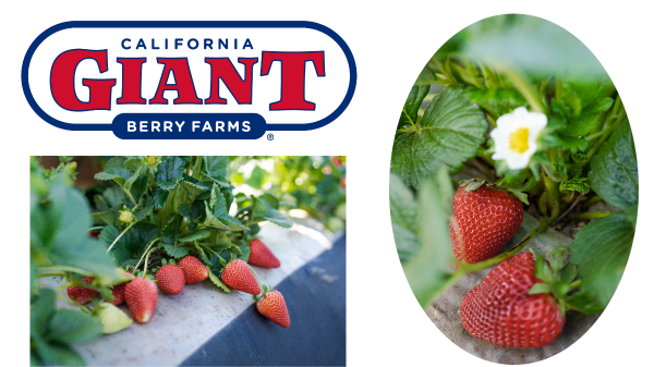 California Giant Berry Farms Forecasts Strong Strawberry Supplies