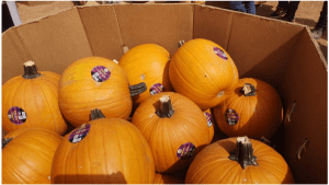 Fresh Farms - Pumpkin Season- Halloween is Coming!