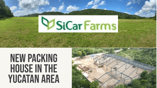 SiCar Farms - GROWTH AND MORE GROWTH FOR GO GROUP