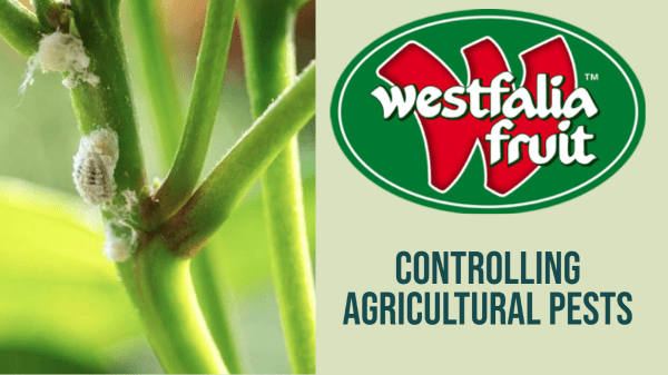 Westfalia creates a buzz by using insects for natural pest control in orchards