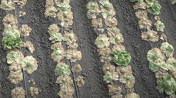california diseased lettuce