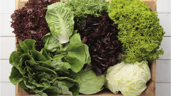 lettuce variety