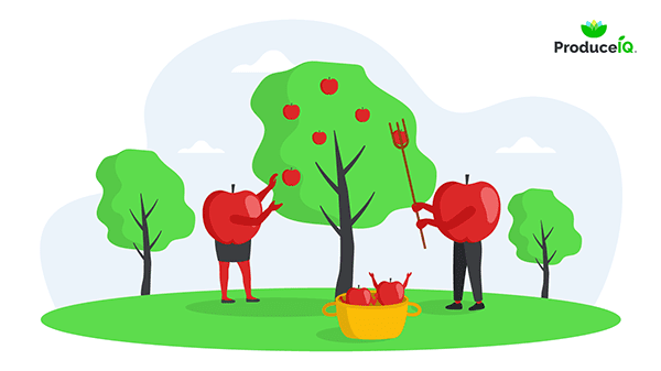 produceiq apple season