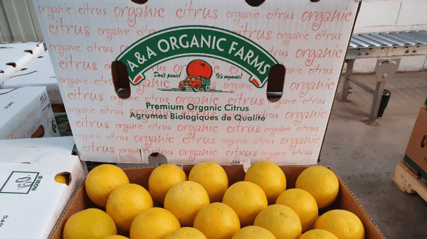 A & A Organic Farms Early Valencia Citrus season is starting!