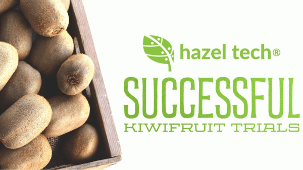 Kliewer Farms LLC and Hazel collaborate on successful Hazel 100 kiwifruit trials