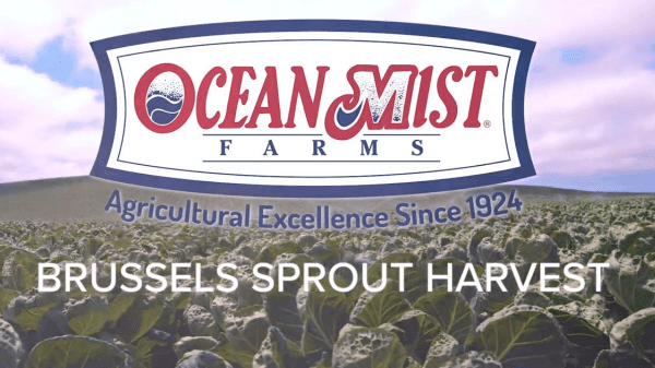 Ocean Mist Farms High Quality Brussel Sprouts Available Now This Holiday Season