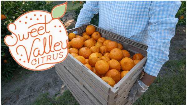 Strong Satsuma Season Projected from Sweet Valley Citrus Region