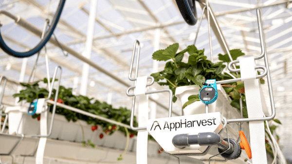 appharvest strawberry greenhouse